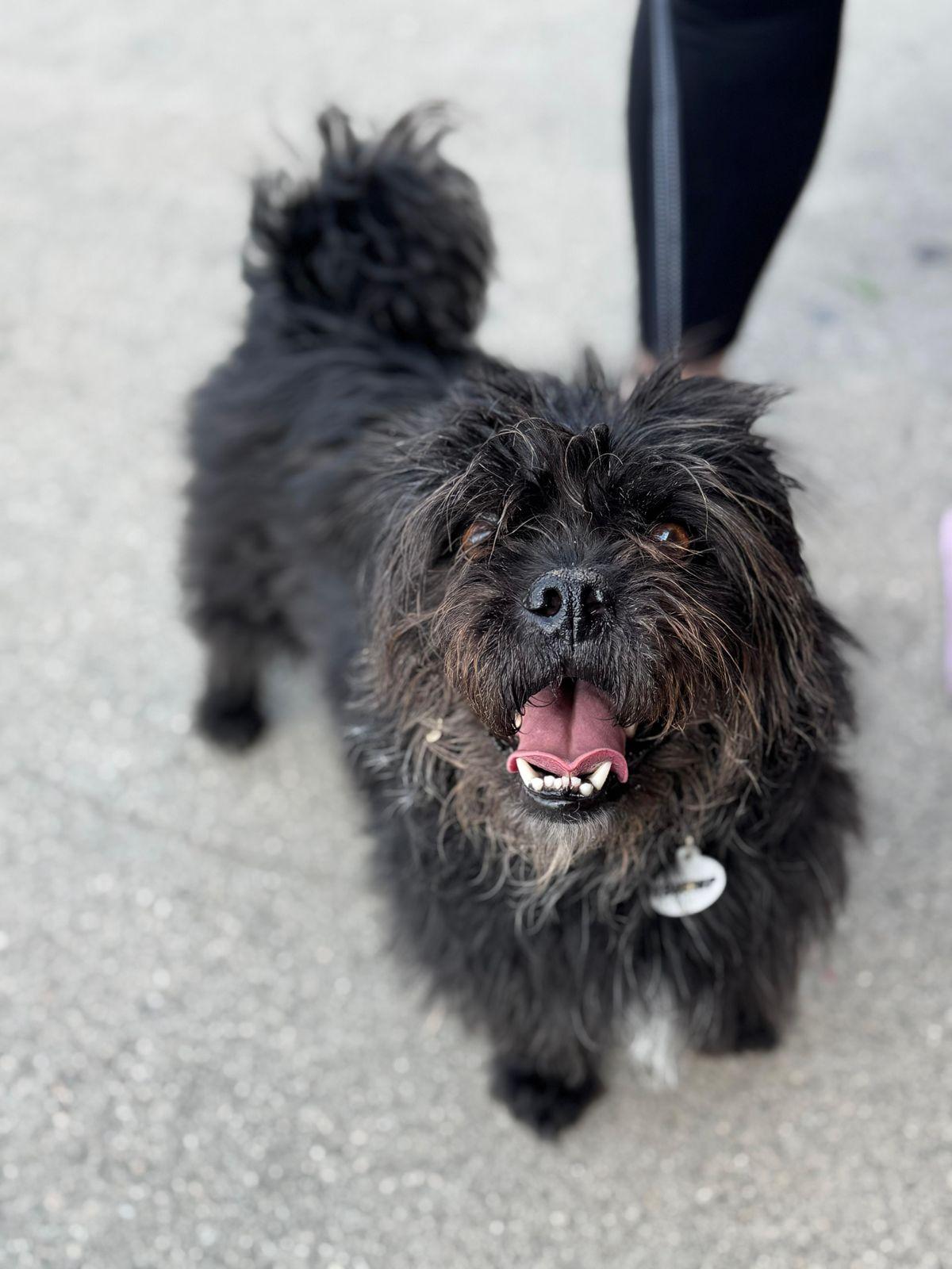 Meadow, ADOPTABLE, Adult Female Border Terrier.