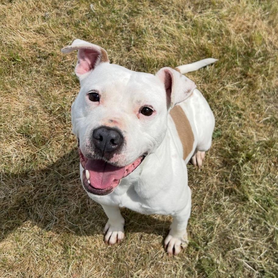 Enlarge Baby, a Adoptable Mixed Breed in Mount Gilead, NC image 1/1