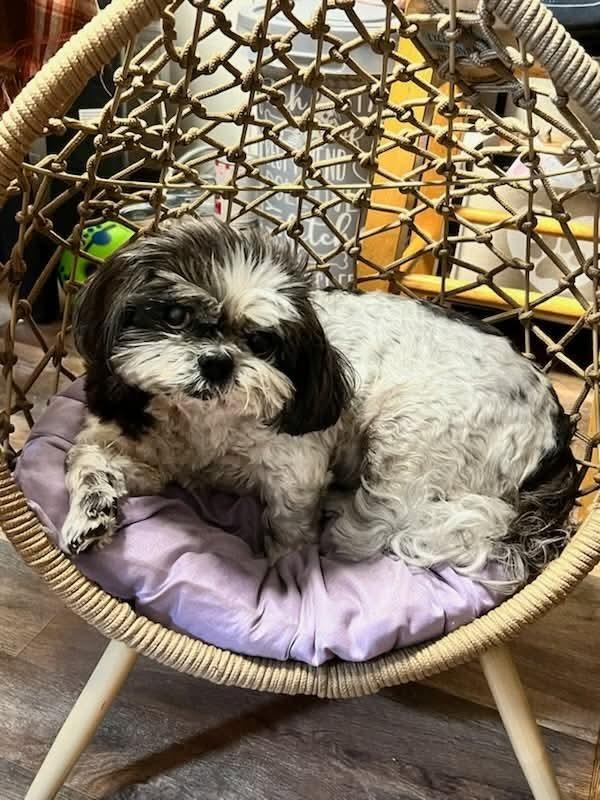 Maggie, Adoptable, Senior Female Shih Tzu.