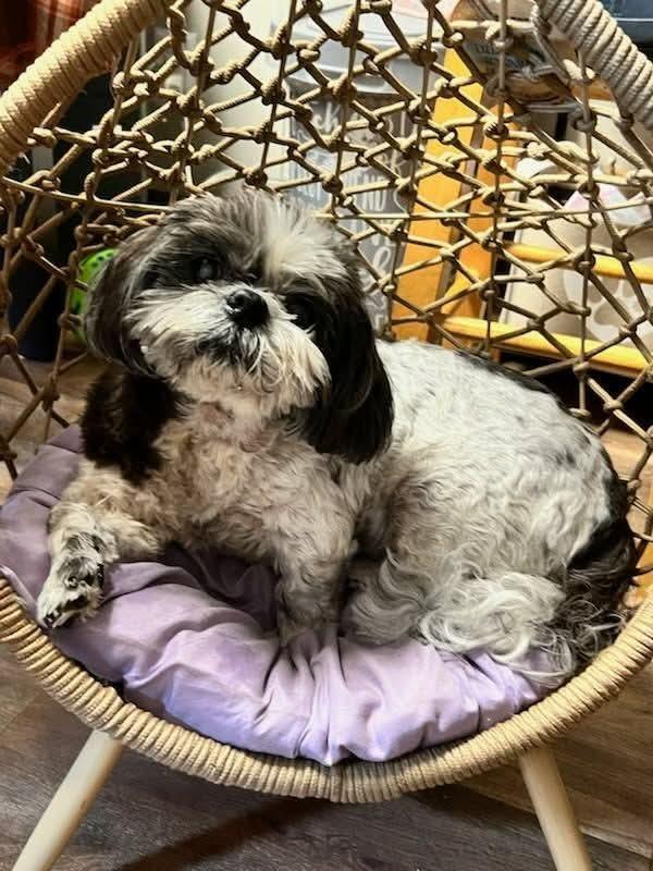 Enlarge Maggie, a Adoptable Shih Tzu in Candler, NC image 2/2
