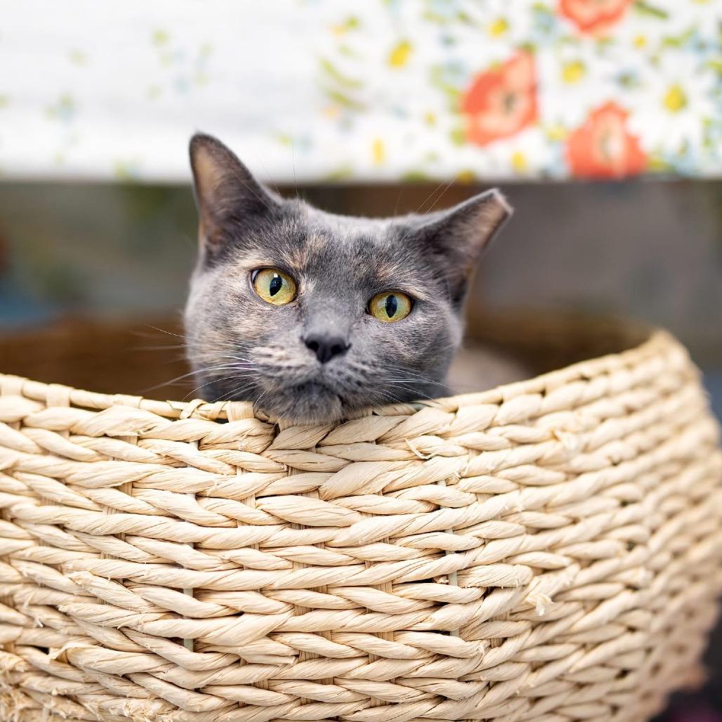 Poppi, Adoptable, Adult Female Domestic Short Hair.
