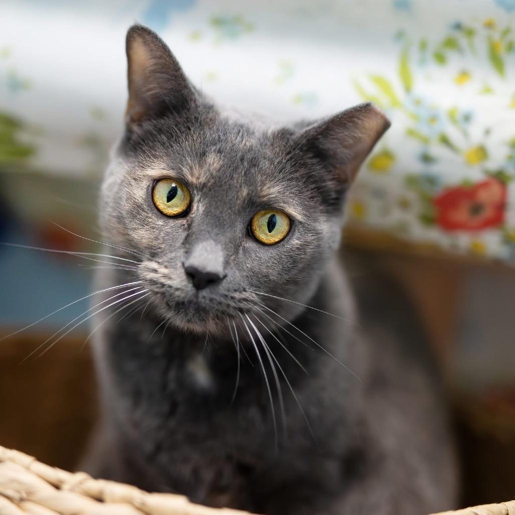 Poppi, a Adoptable Domestic Short Hair in Mentor, OH image 2/4
