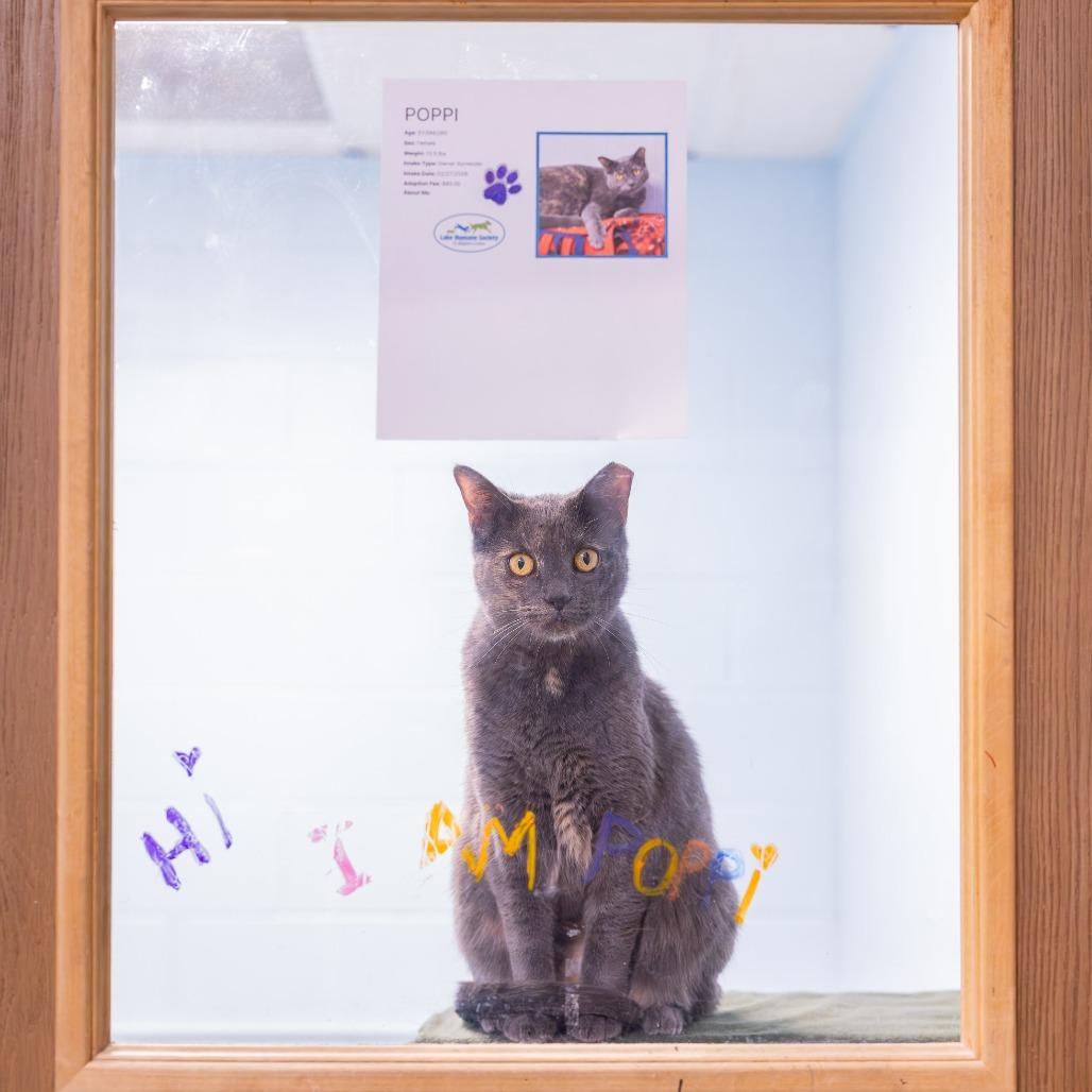 Poppi, a Adoptable Domestic Short Hair in Mentor, OH image 3/4