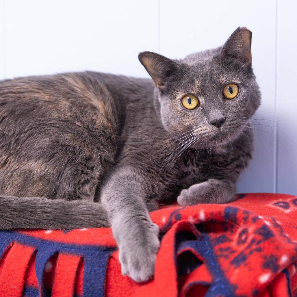 Enlarge Poppi, a Adoptable Domestic Short Hair in Mentor, OH image 1/1