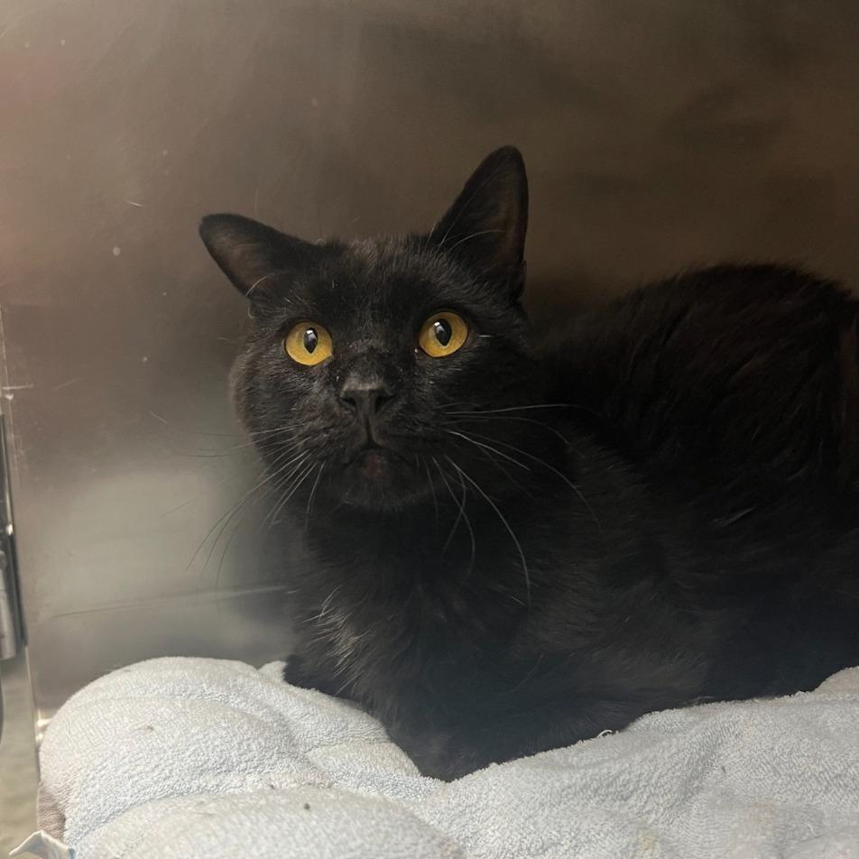 Crypt, an adopted Domestic Short Hair in Geneseo, IL image 3/3