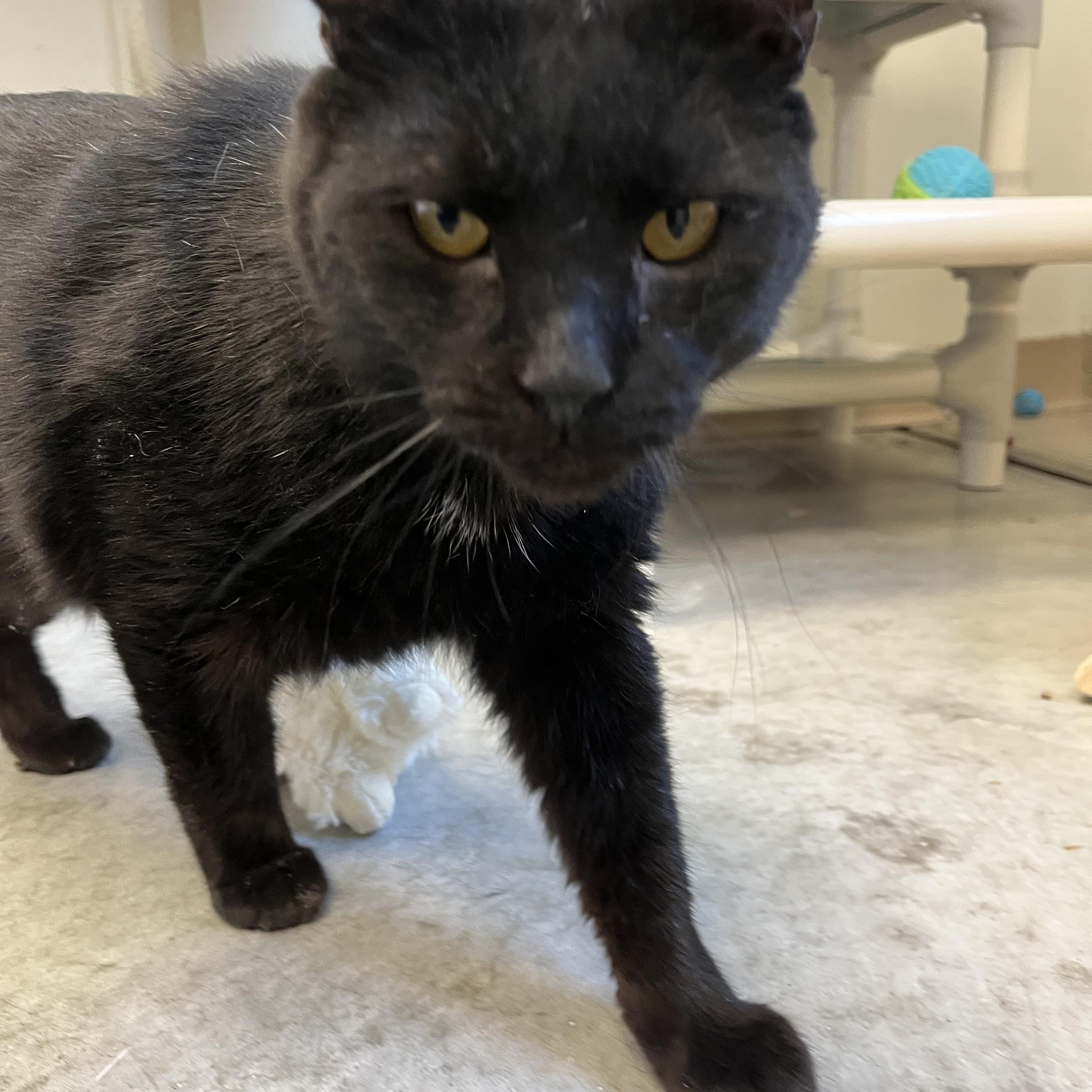 Crypt, an adopted Domestic Short Hair in Geneseo, IL image 2/3