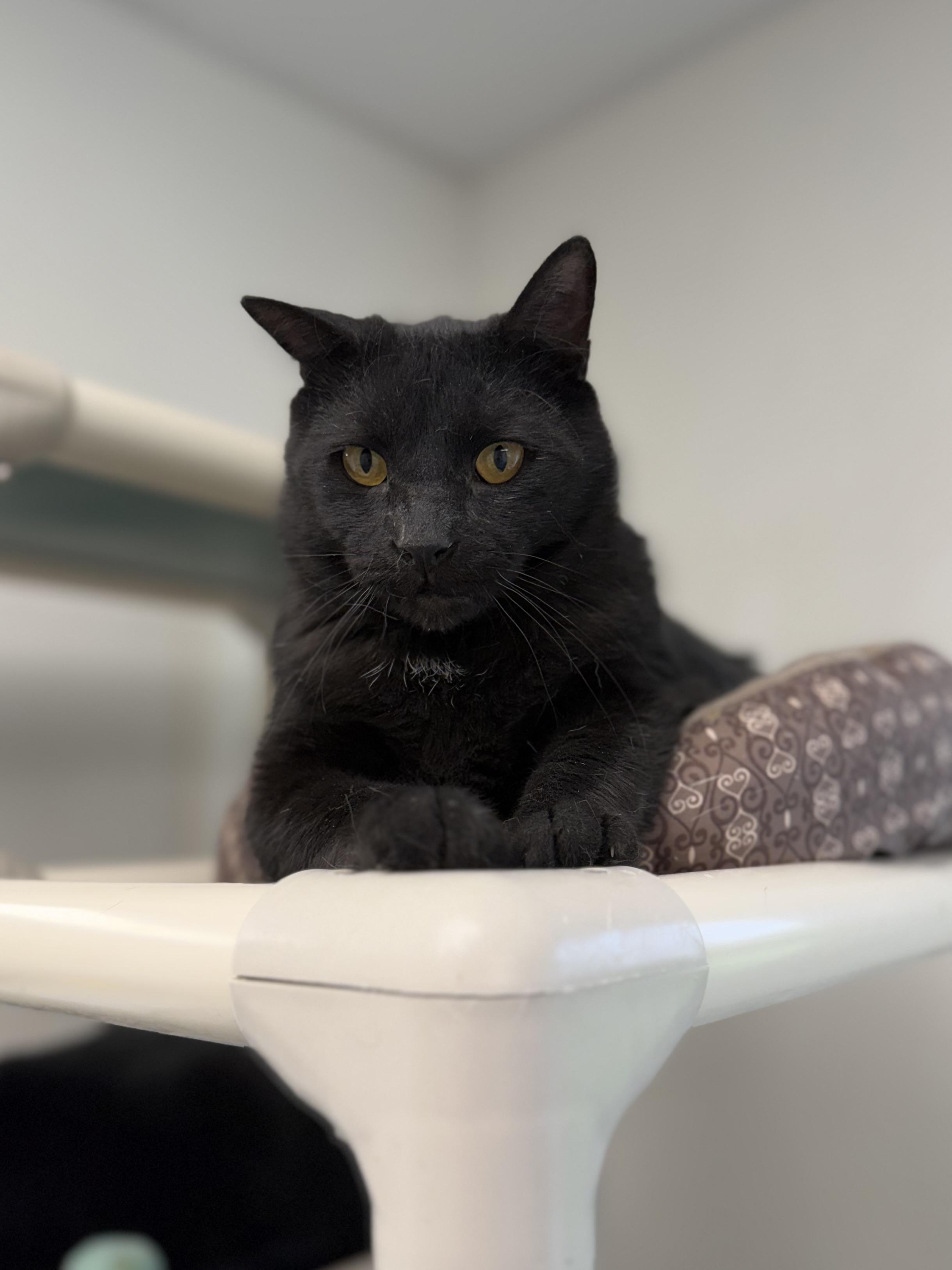 Crypt, adopted, Senior Male Domestic Short Hair.