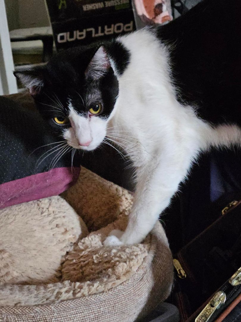 Adopt Henry: The Gorgeous Tuxedo Ready to Be Your New Best Friend!, Adoptable, Young Male Domestic Medium Hair.