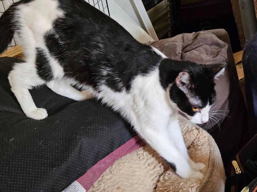 Adopt Henry: The Gorgeous Tuxedo Ready to Be Your New Best Friend!, Adoptable, Young Male Domestic Medium Hair.