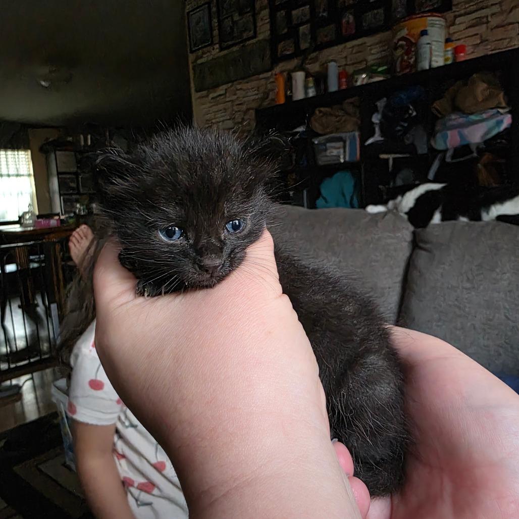 Enlarge Merlow, a Adoptable Domestic Short Hair in Bristol, IN image 1/4