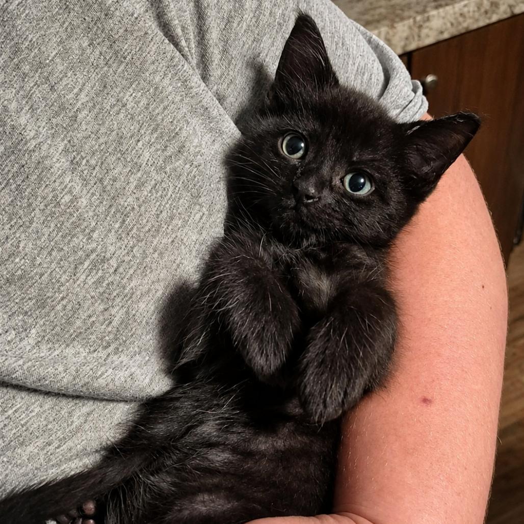 Enlarge Merlow, a Adoptable Domestic Short Hair in Bristol, IN image 2/4