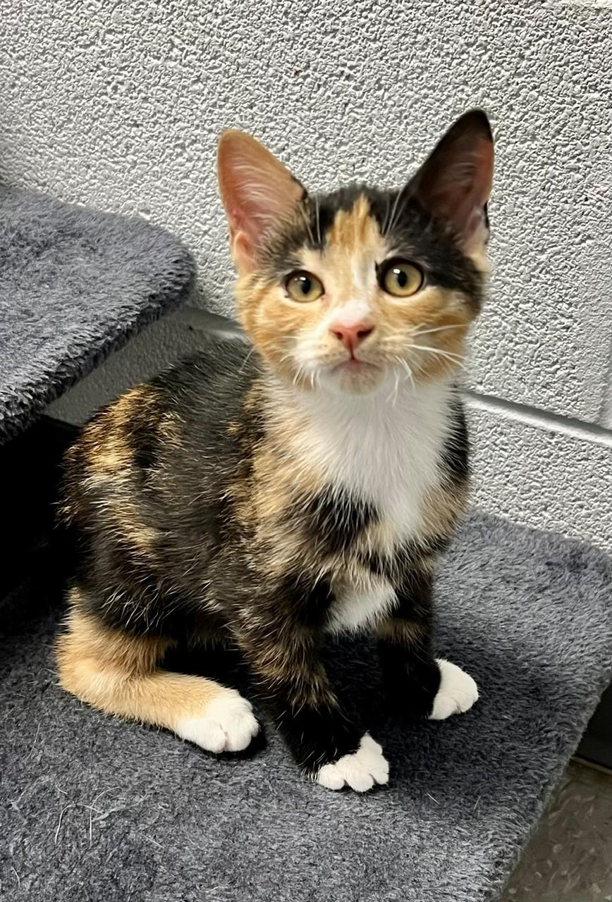 Vogue, ADOPTABLE, Kitten Female Domestic Short Hair.
