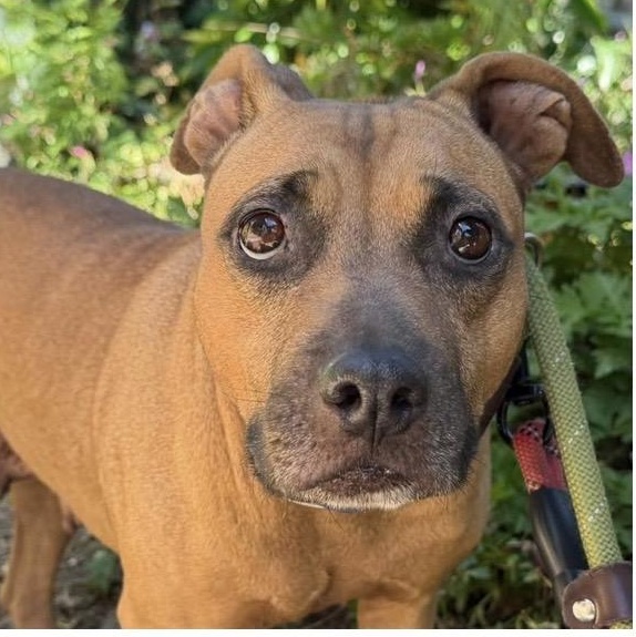 Summer, Adoptable, Adult Female Pit Bull Terrier.