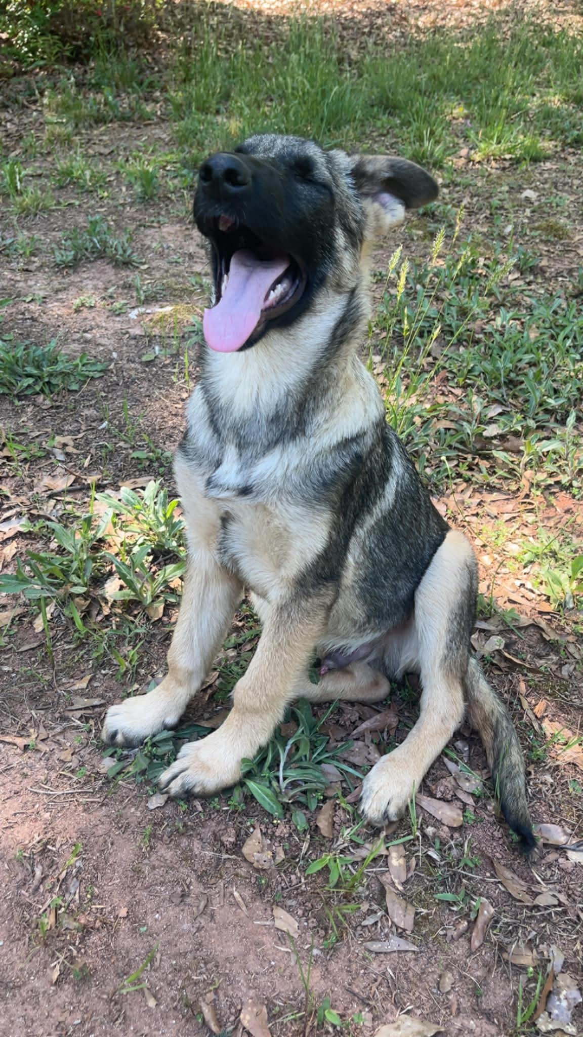 Enlarge Ryker (AWESOME Puppy), a ADOPTABLE German Shepherd Dog in Newfoundland, PA image 3/3