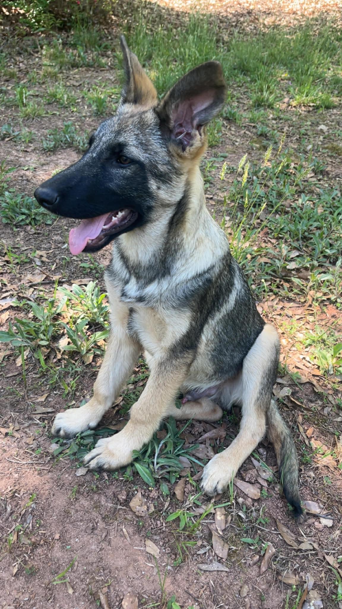 Enlarge Ryker (AWESOME Puppy), a ADOPTABLE German Shepherd Dog in Newfoundland, PA image 2/3