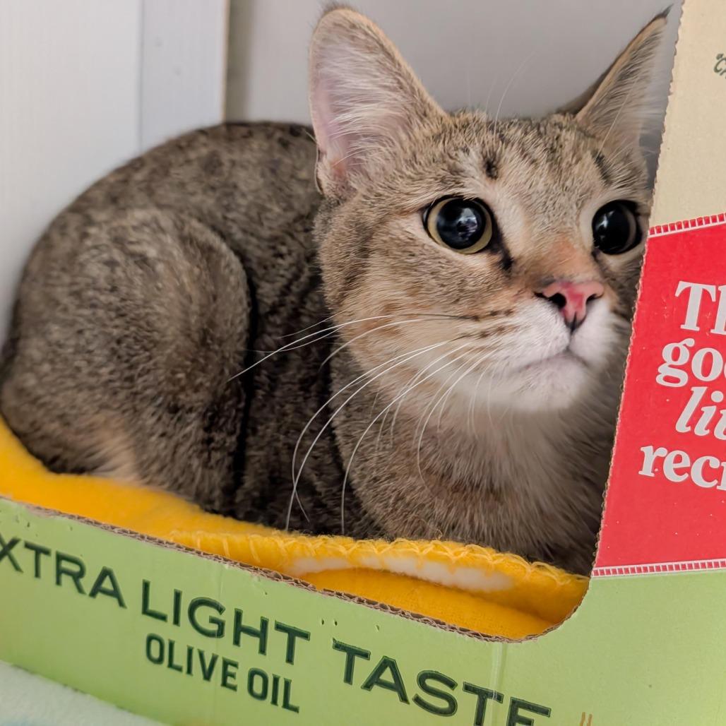 Enlarge Marsha, a Adoptable Domestic Short Hair in Norman, OK image 1/1