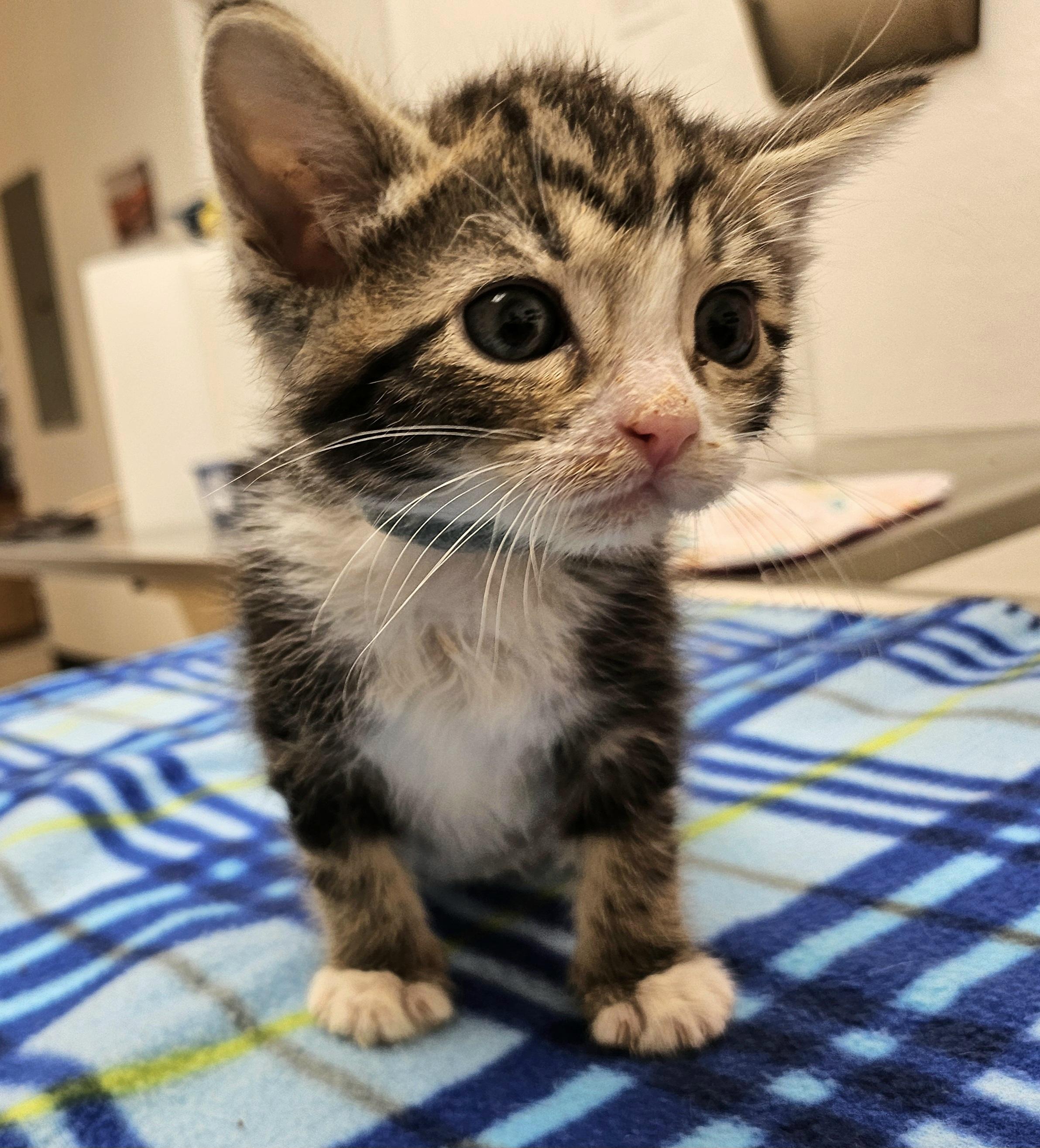 Rue, a Adoptable Domestic Short Hair in Tucson, AZ image 1/2