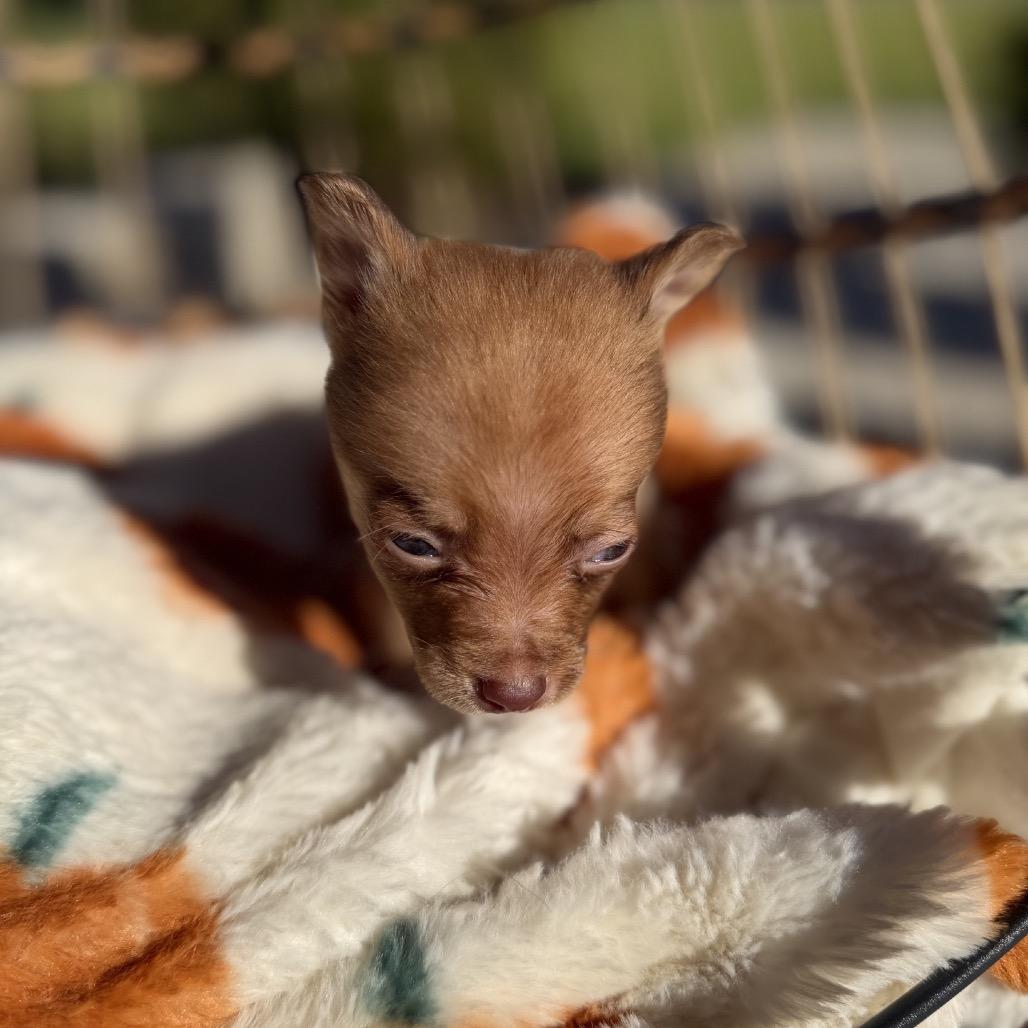 Brownie photo