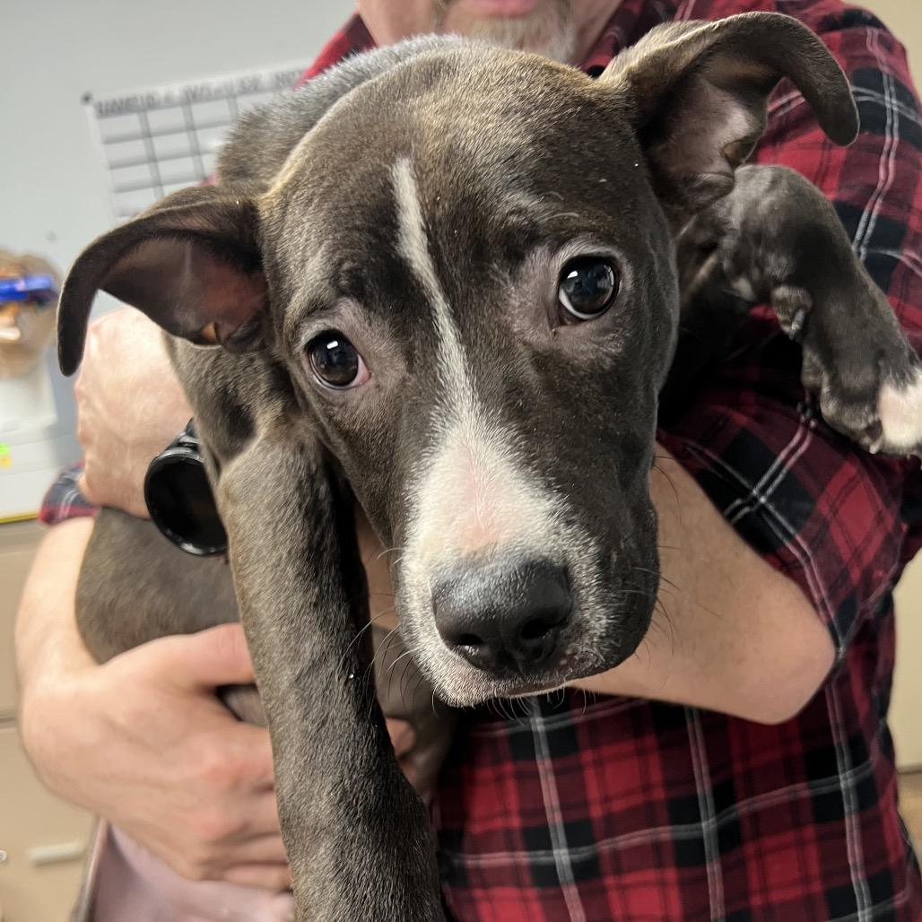Andre, Adoptable, Young Male Mixed Breed.
