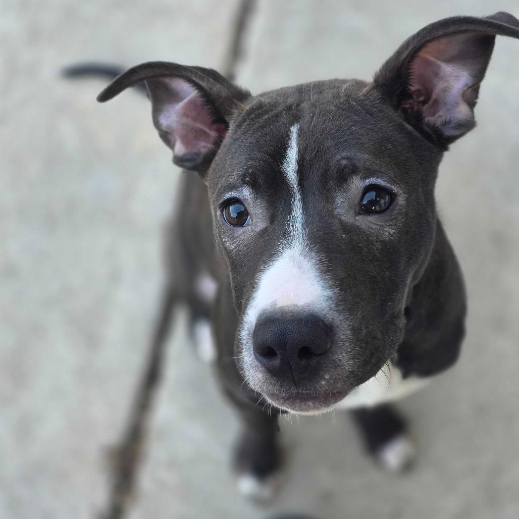 Enlarge Andre, a Adoptable Mixed Breed in Owosso, MI image 5/6