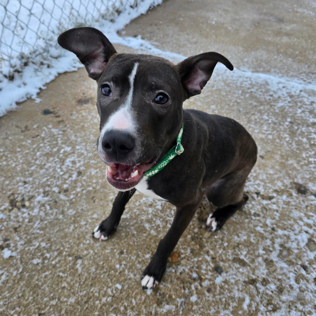 Enlarge Andre, a Adoptable Mixed Breed in Owosso, MI image 6/6