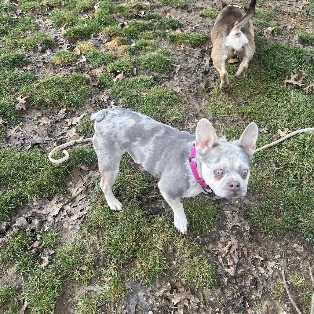 Wren, a Adoptable French Bulldog in Huber Heights, OH image 1/6