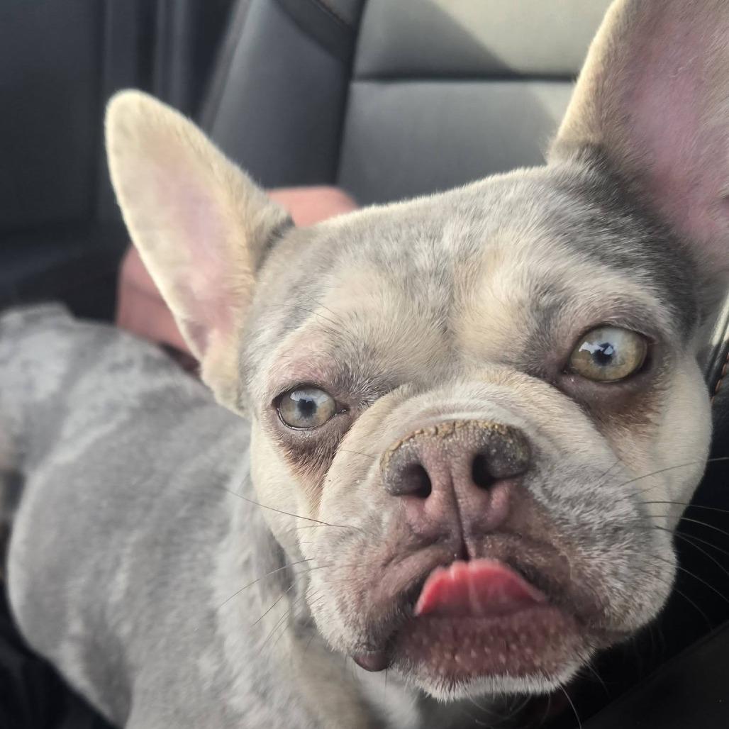 Wren, a Adoptable French Bulldog in Huber Heights, OH image 2/6