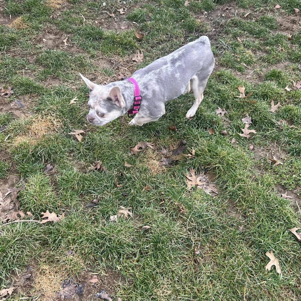 Wren, a Adoptable French Bulldog in Huber Heights, OH image 3/6