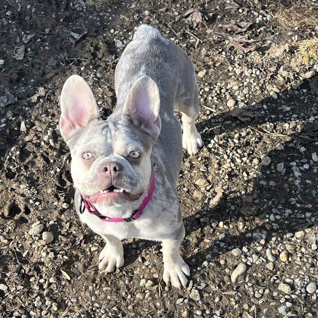 Wren, a Adoptable French Bulldog in Huber Heights, OH image 4/6