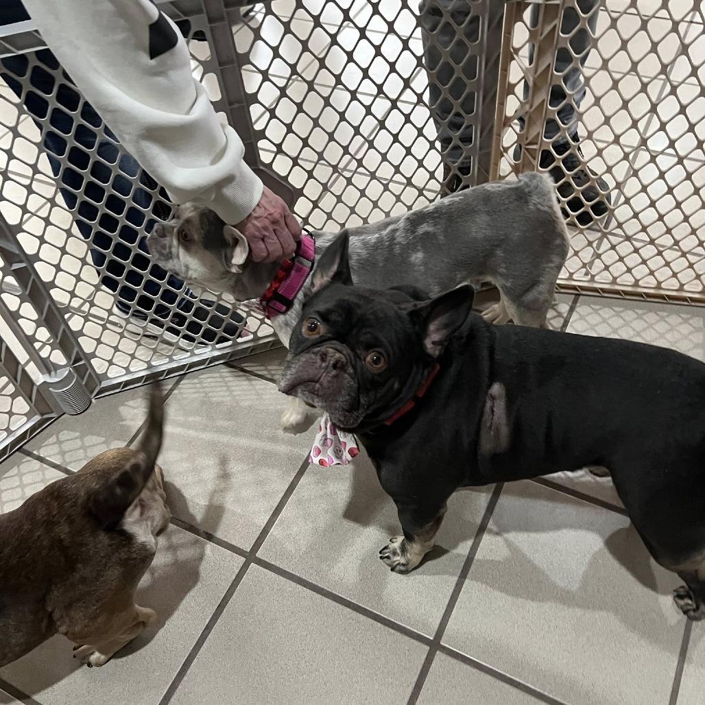 Wren, a Adoptable French Bulldog in Huber Heights, OH image 5/6