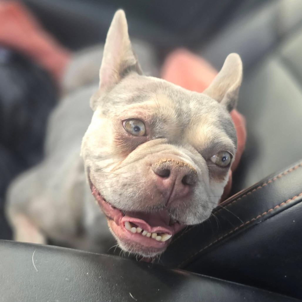 Wren, a Adoptable French Bulldog in Huber Heights, OH image 6/6