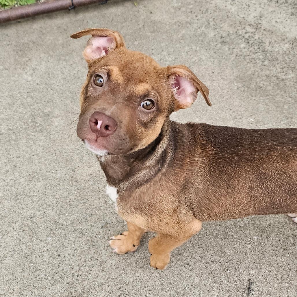 Daphne, Adoptable, Puppy Female Pit Bull Terrier & Mixed Breed.