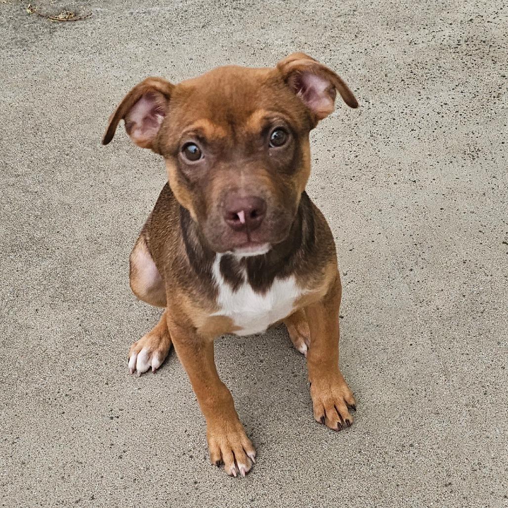 Daphne, a Adoptable mixed breed in Tulsa, OK image 3/6