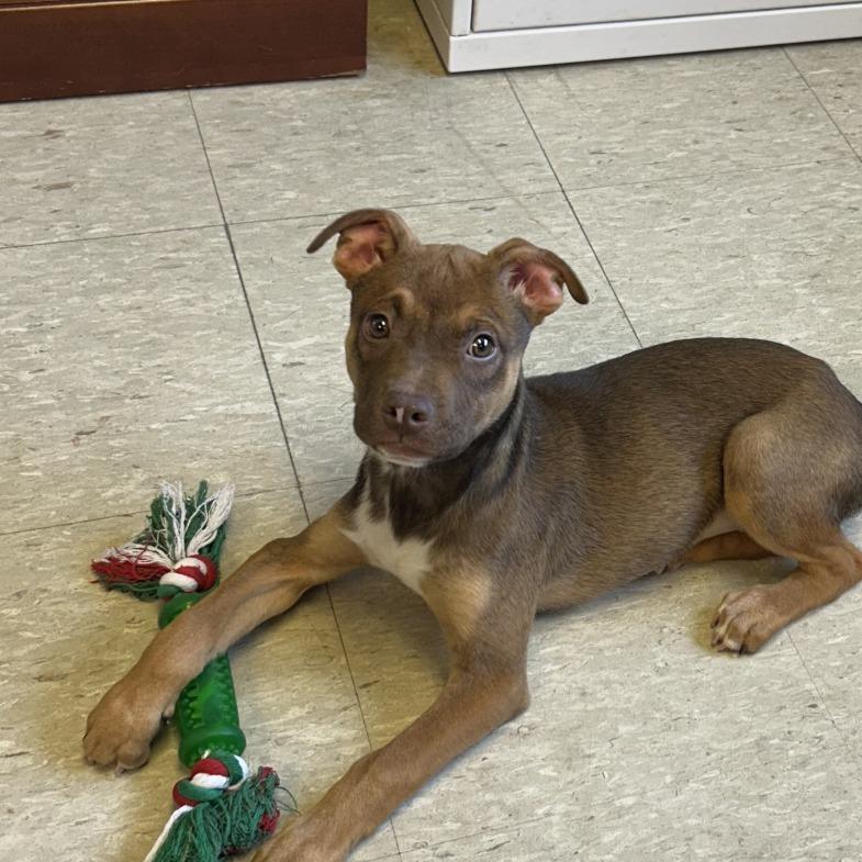 Daphne, a Adoptable mixed breed in Tulsa, OK image 4/6