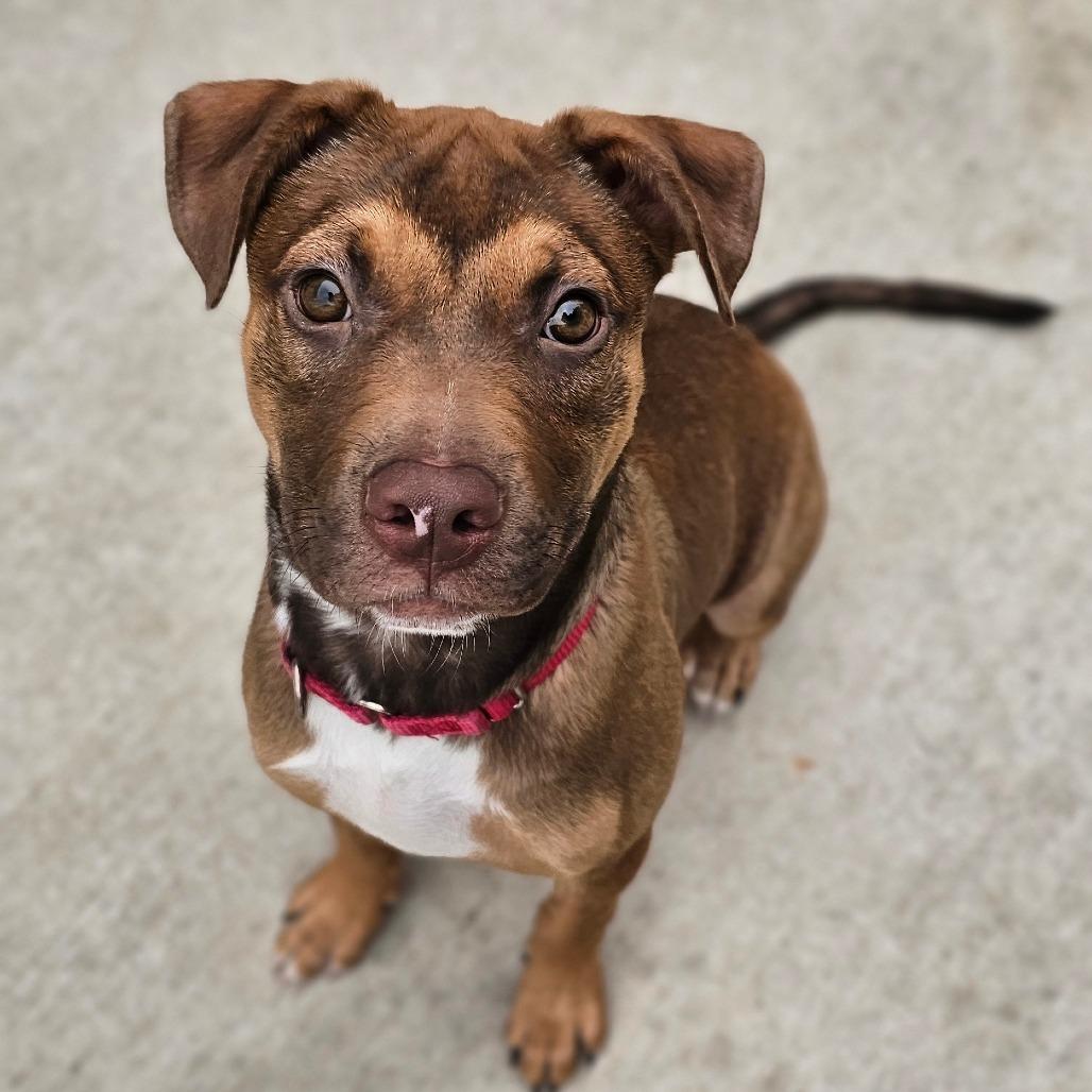 Daphne, a Adoptable mixed breed in Tulsa, OK image 5/6