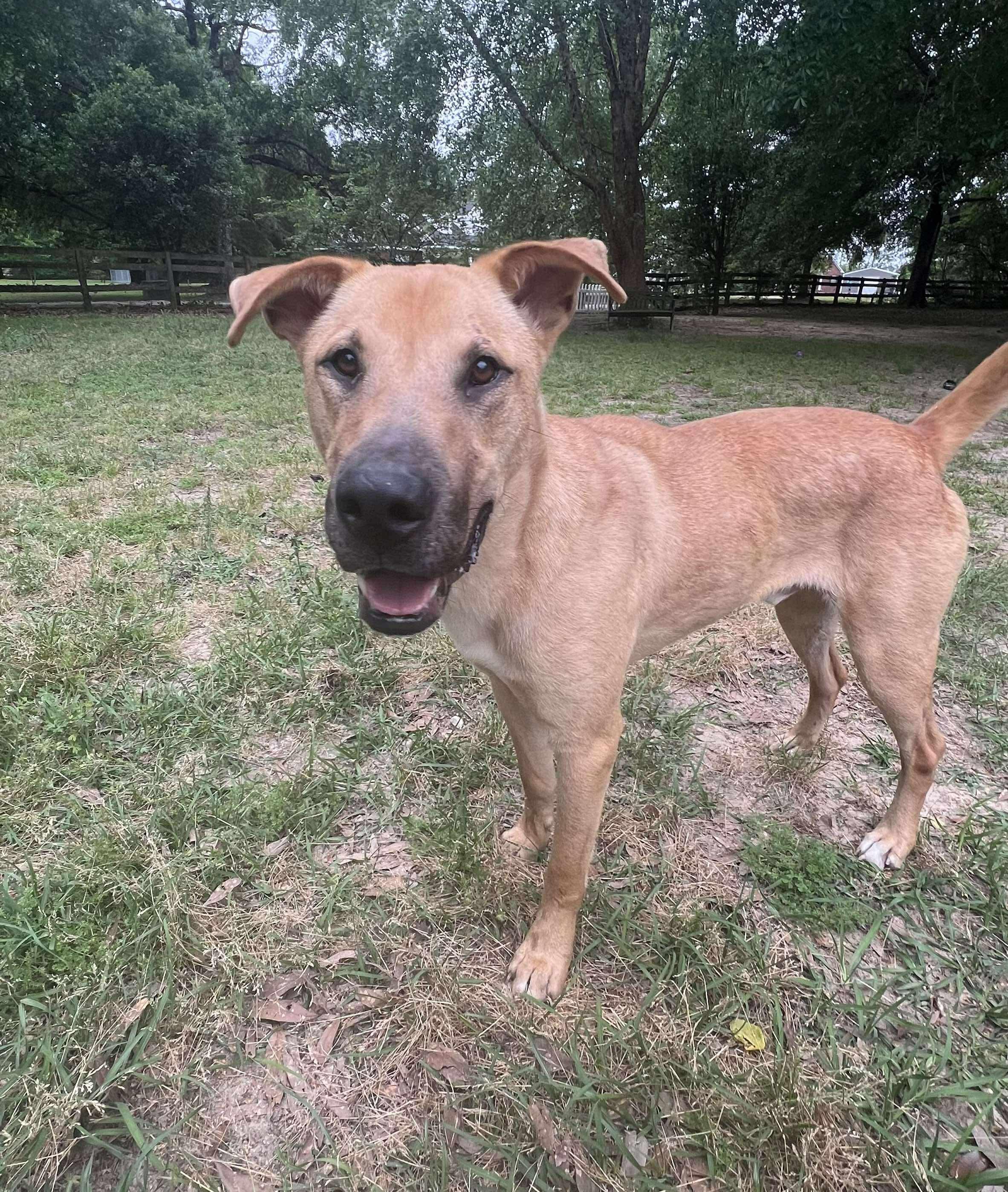Cornbread, a Adoptable mixed breed in Ocean Springs, MS image 2/5
