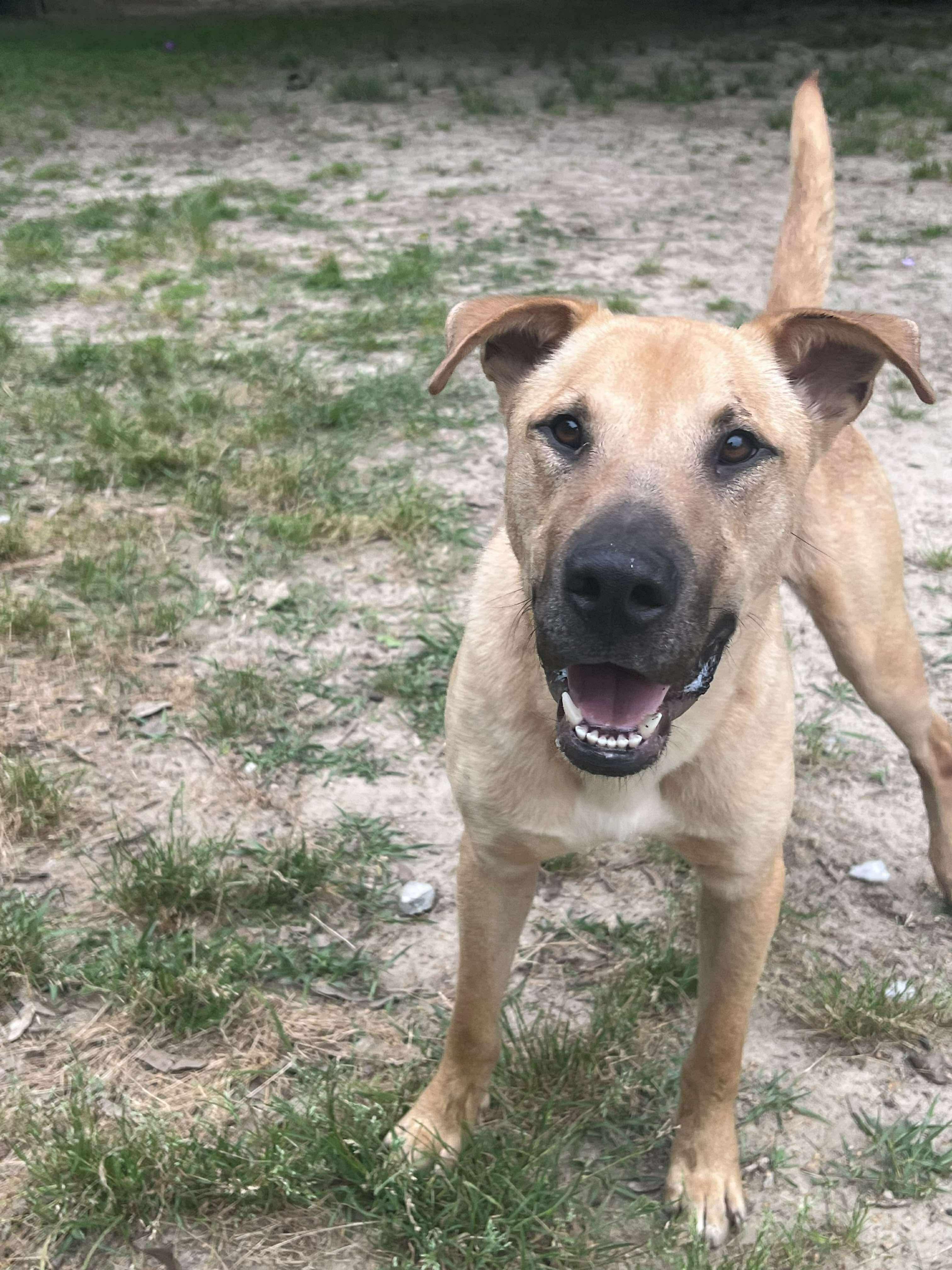 Cornbread, a Adoptable mixed breed in Ocean Springs, MS image 3/5