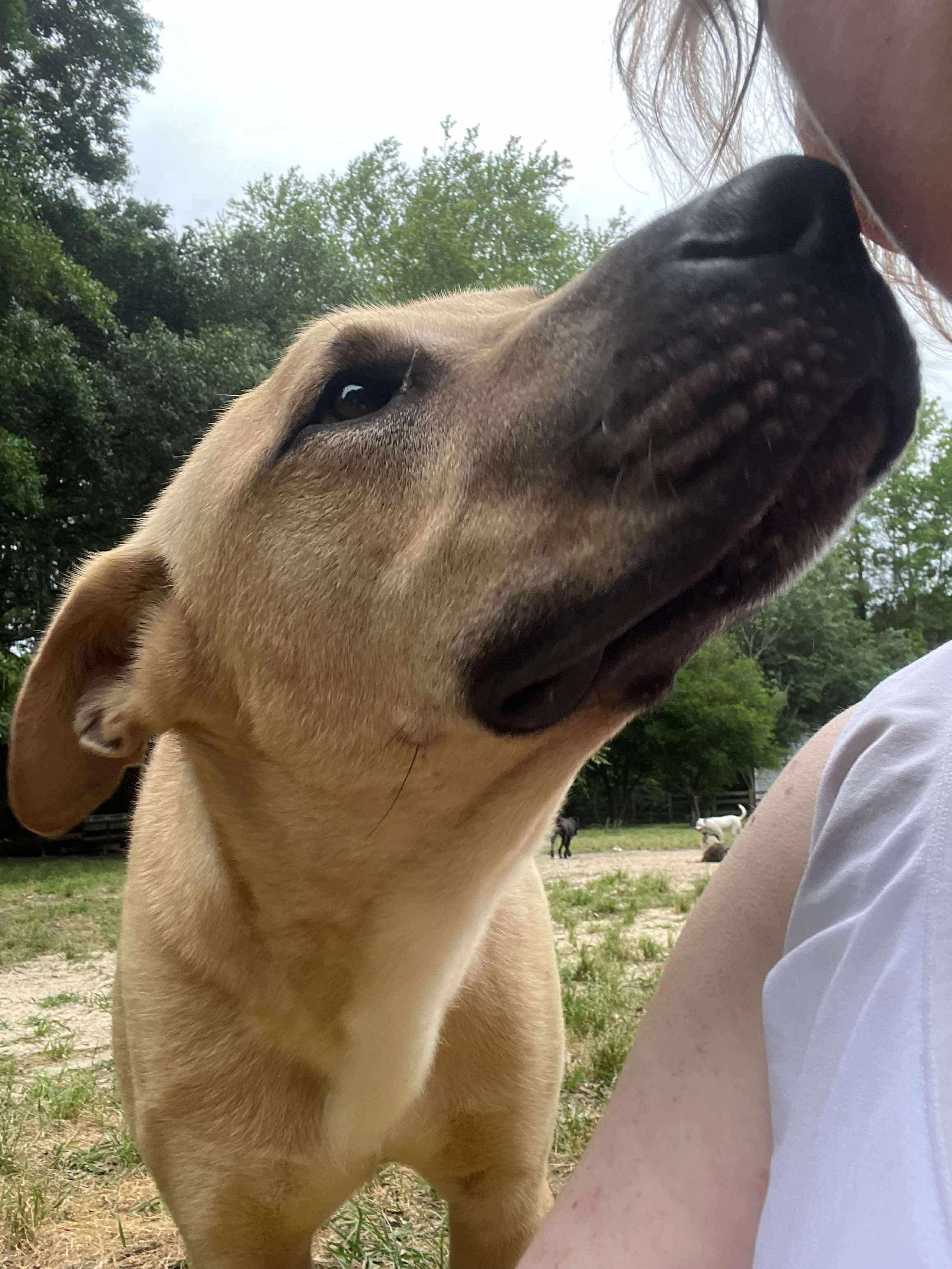 Cornbread, a Adoptable mixed breed in Ocean Springs, MS image 4/5