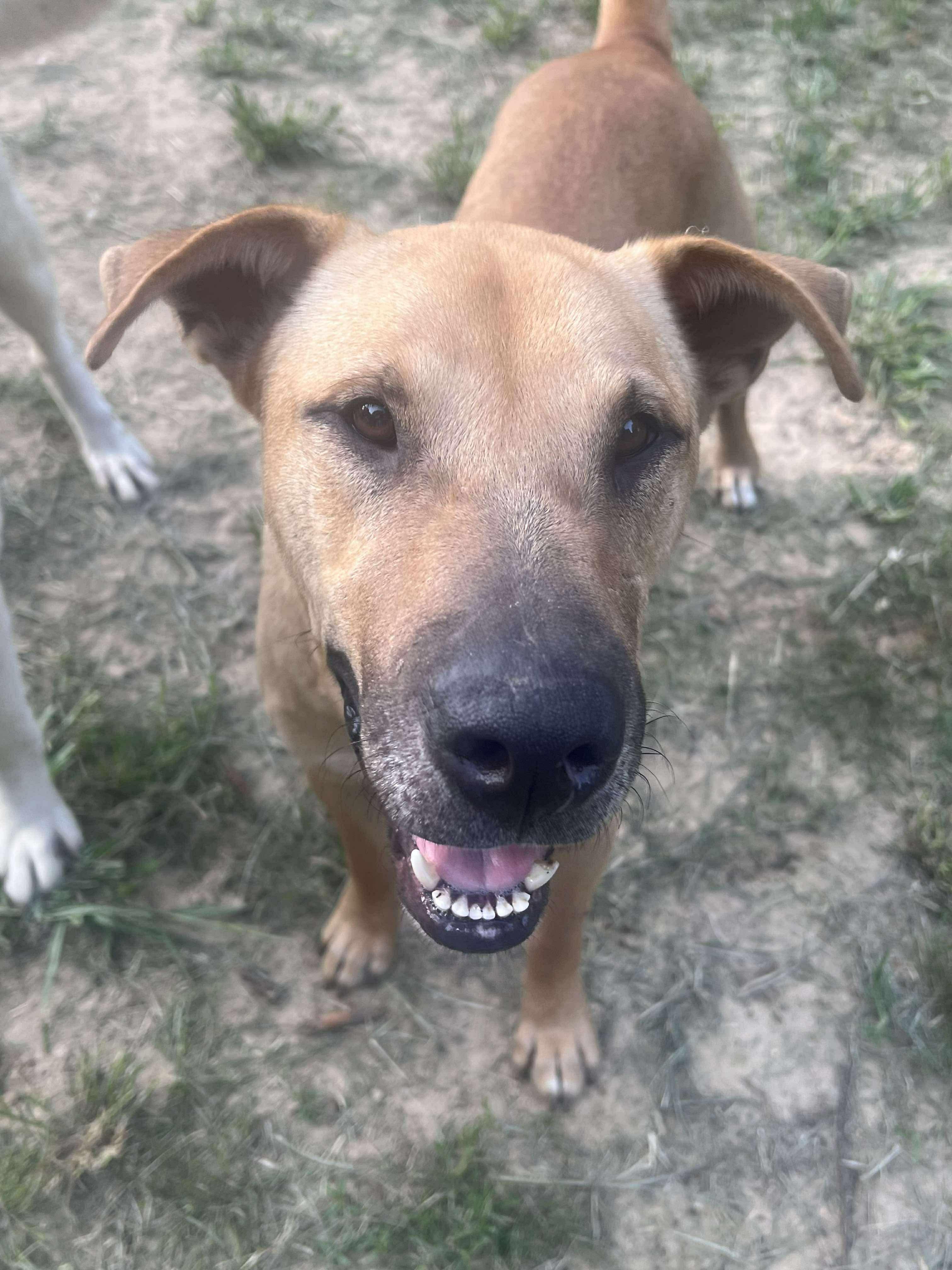 Cornbread, a Adoptable mixed breed in Ocean Springs, MS image 5/5