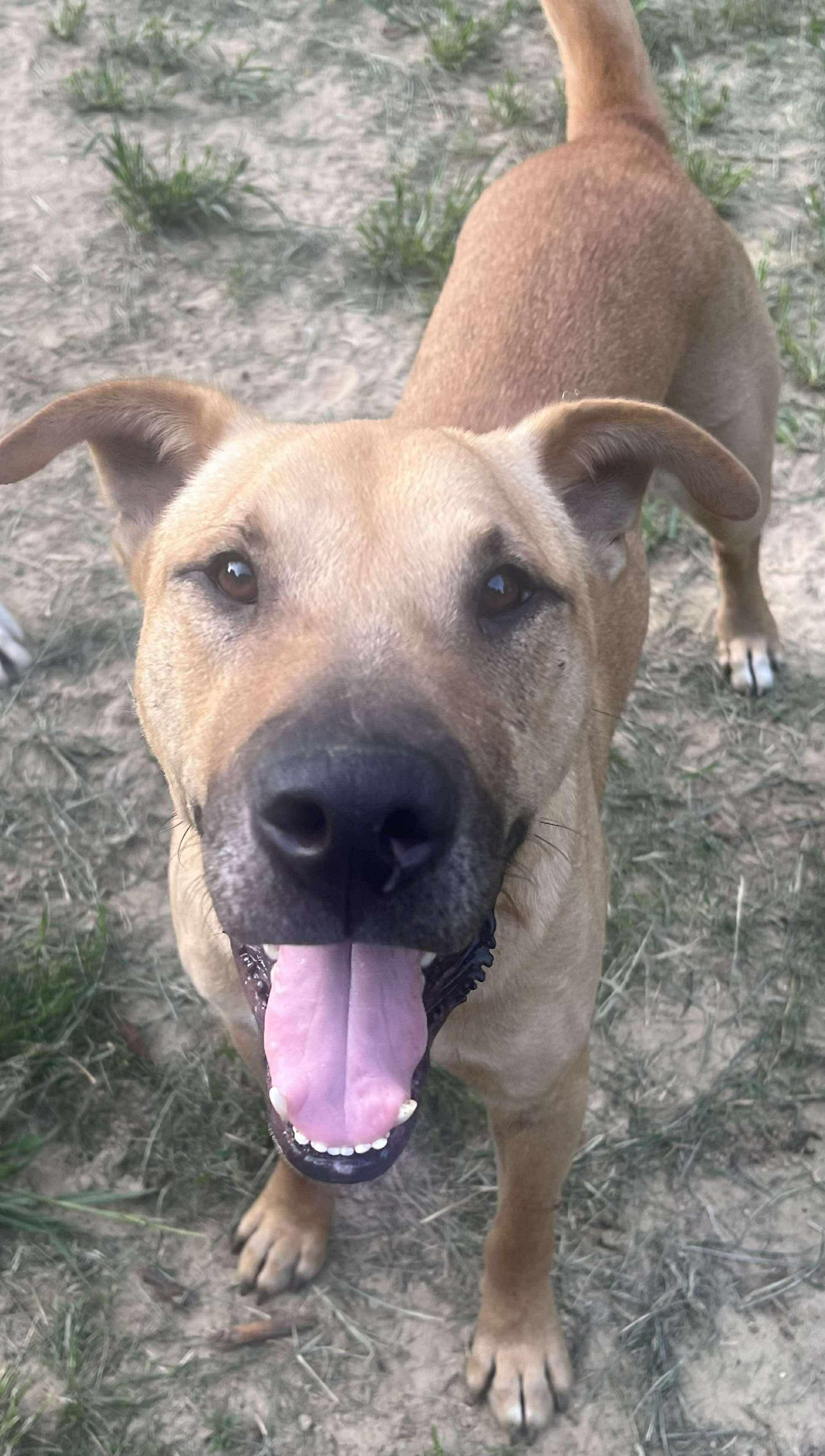 Cornbread, Adoptable, Adult Male Labrador Retriever & Shar-Pei.