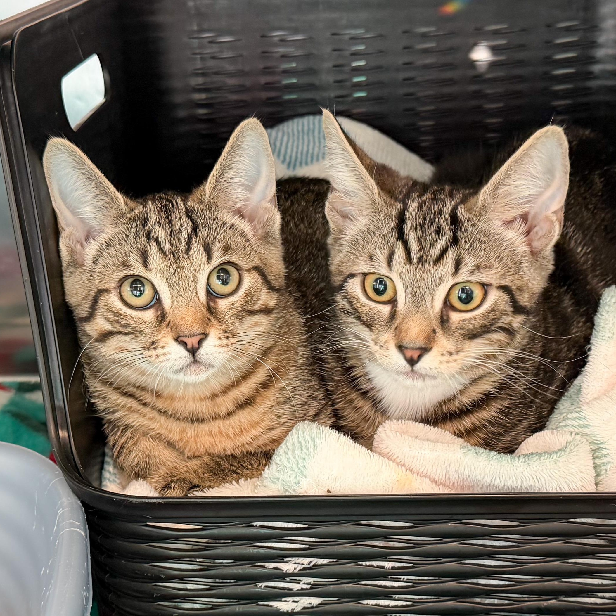 Storm & Thunder, ADOPTABLE, Kitten Female Domestic Short Hair.