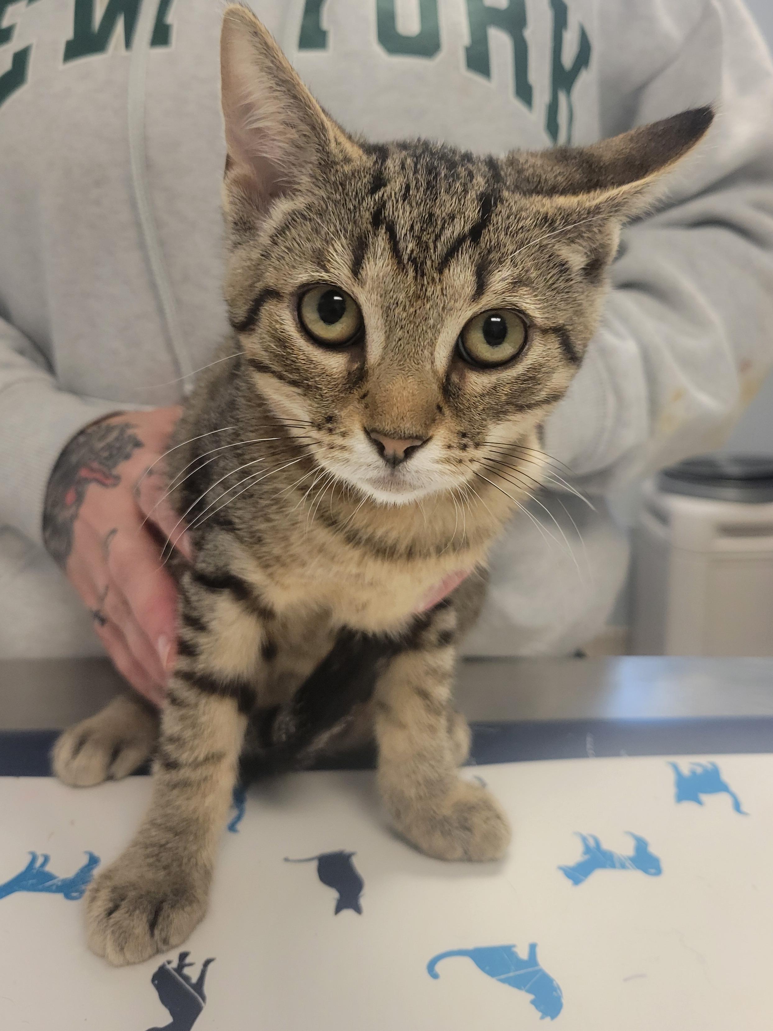Storm & Thunder, a ADOPTABLE Domestic Short Hair in Providence Forge, VA image 3/4
