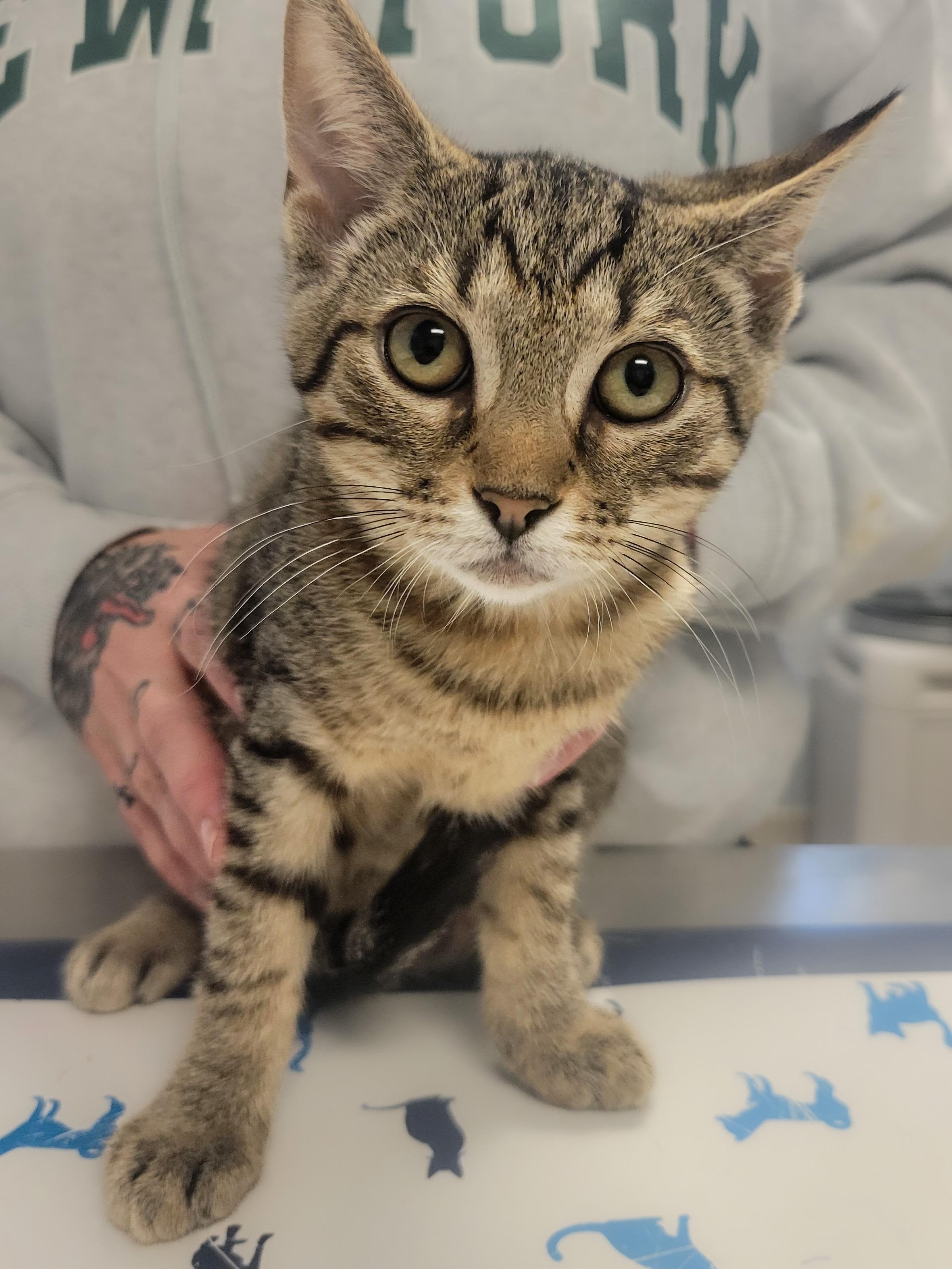 Storm & Thunder, a ADOPTABLE Domestic Short Hair in Providence Forge, VA image 2/4
