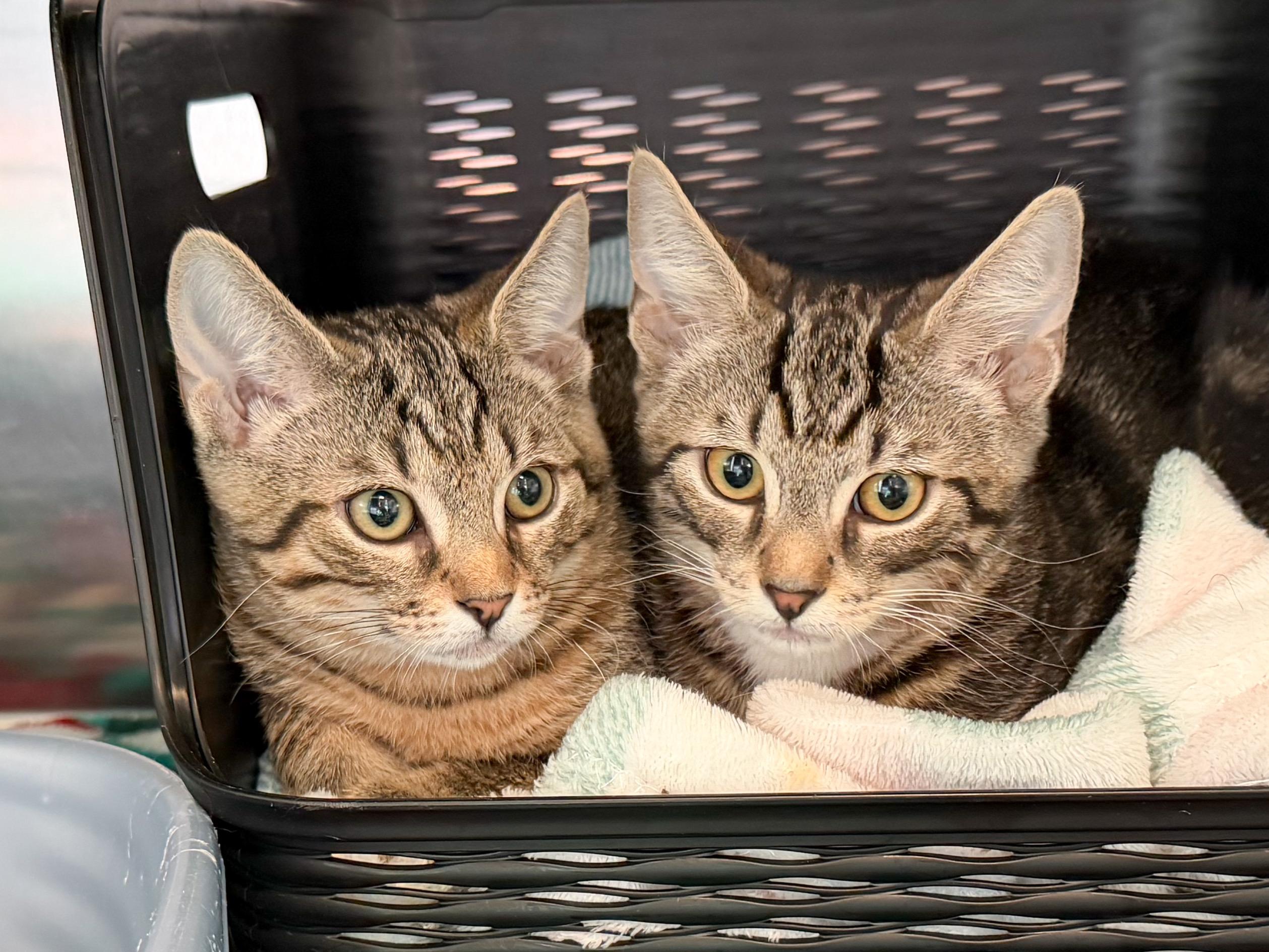 Storm & Thunder, a ADOPTABLE Domestic Short Hair in Providence Forge, VA image 4/4