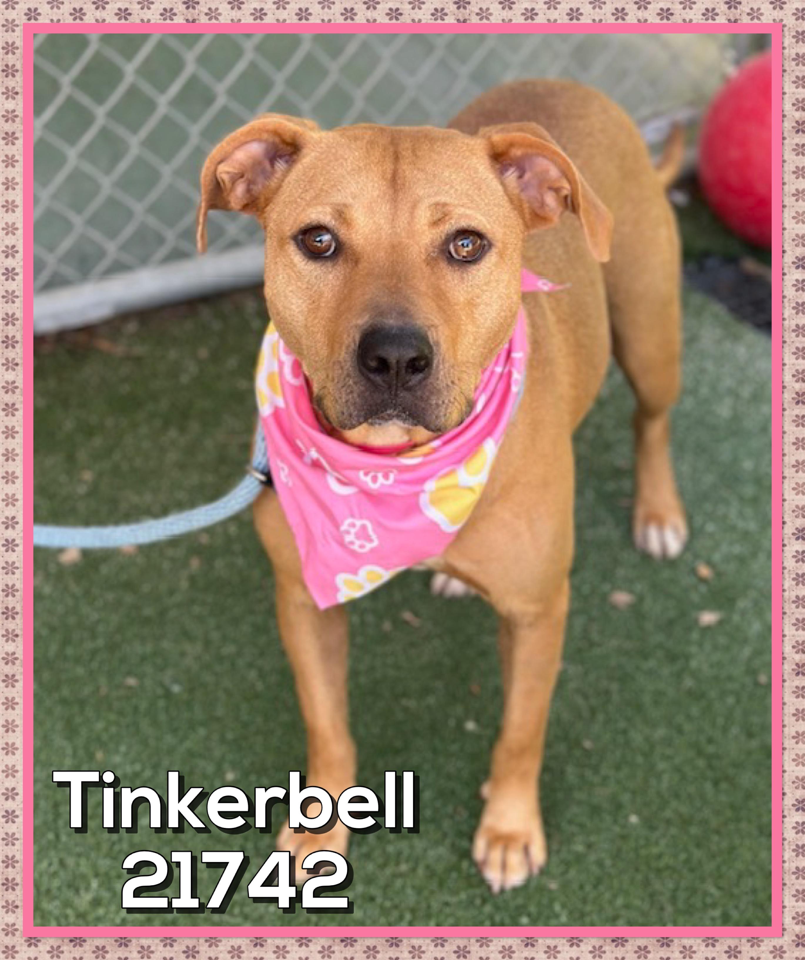 Enlarge TINKERBELL AKA Cirilo, a Adoptable mixed breed in Marietta, GA image 6/6