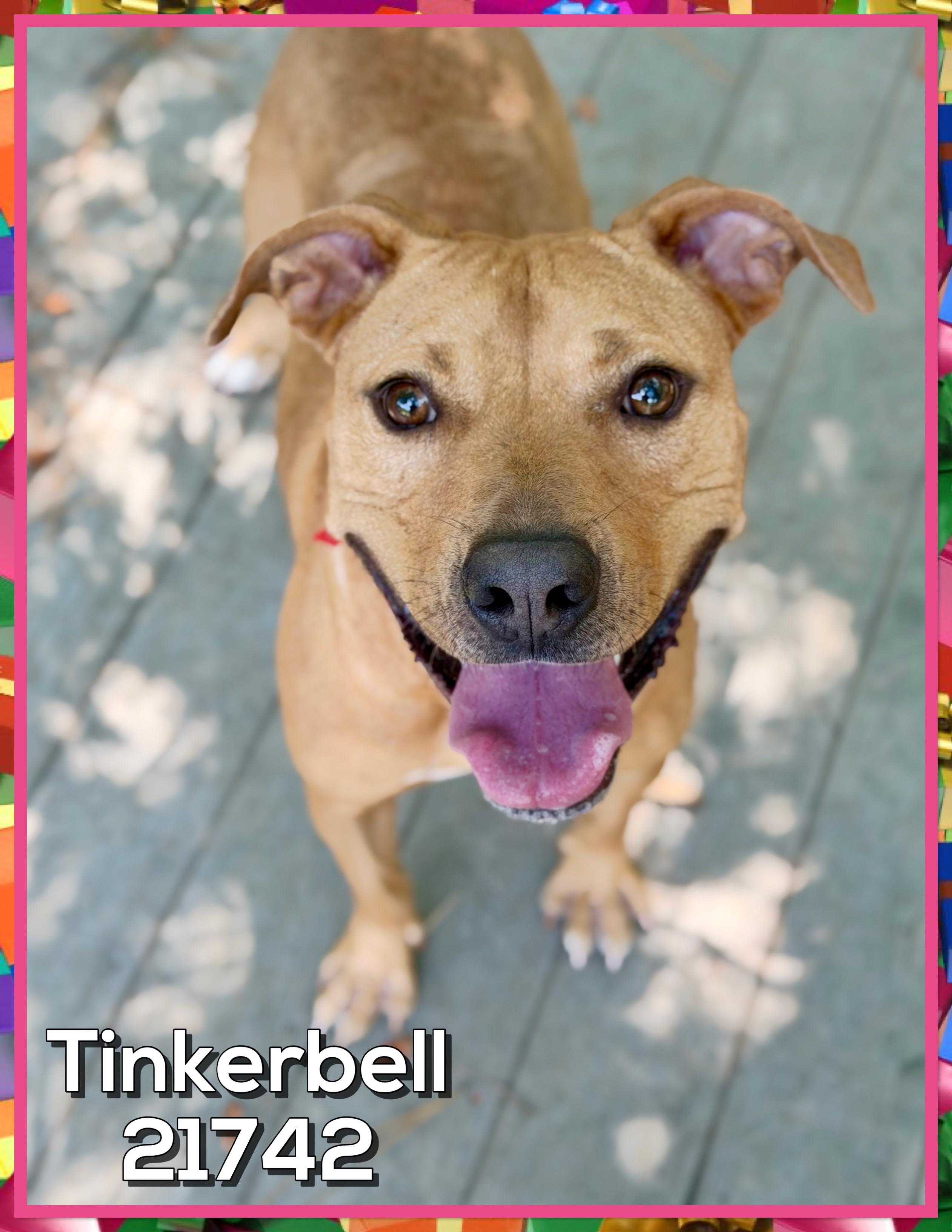 Enlarge TINKERBELL AKA Cirilo, a Adoptable mixed breed in Marietta, GA image 1/6