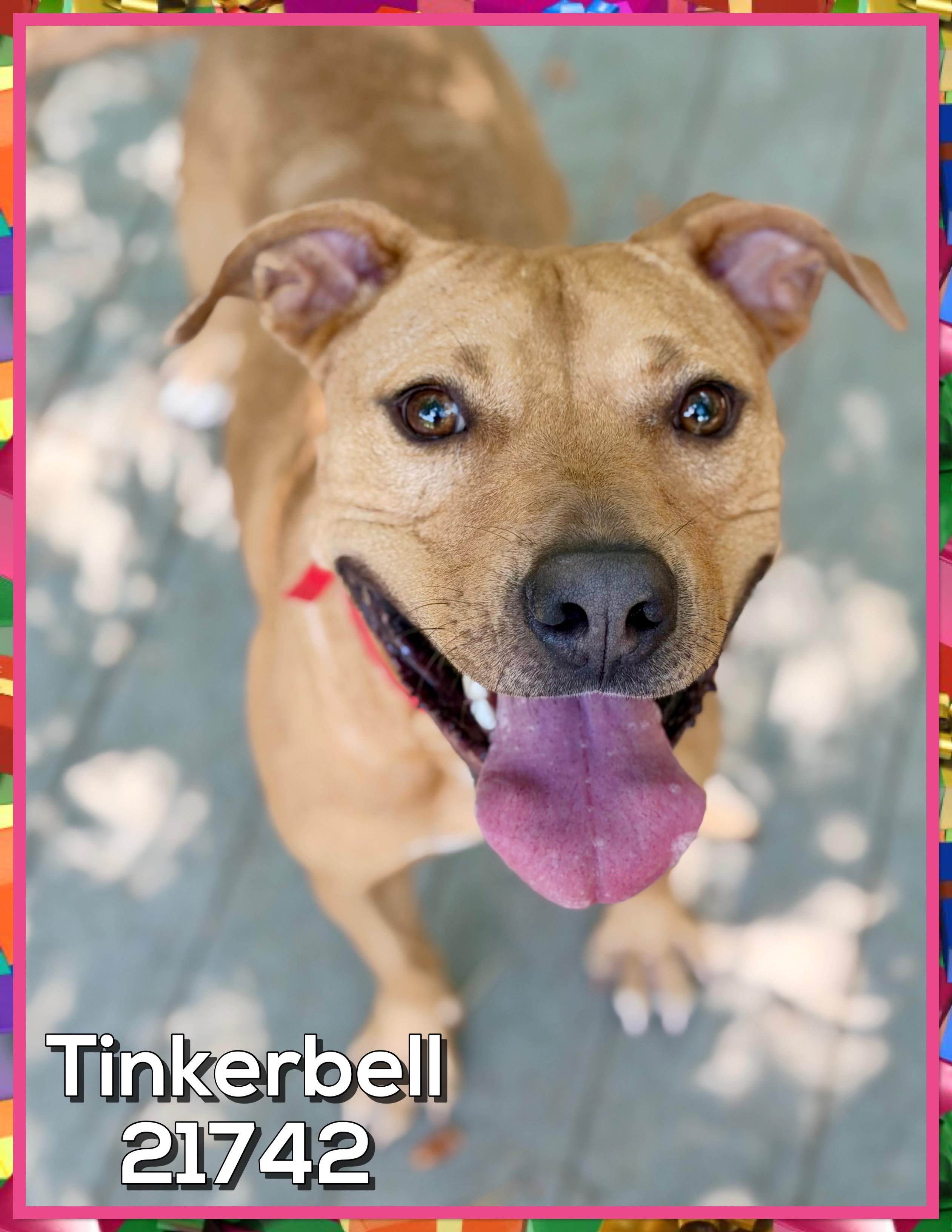 Enlarge TINKERBELL AKA Cirilo, a Adoptable mixed breed in Marietta, GA image 4/6