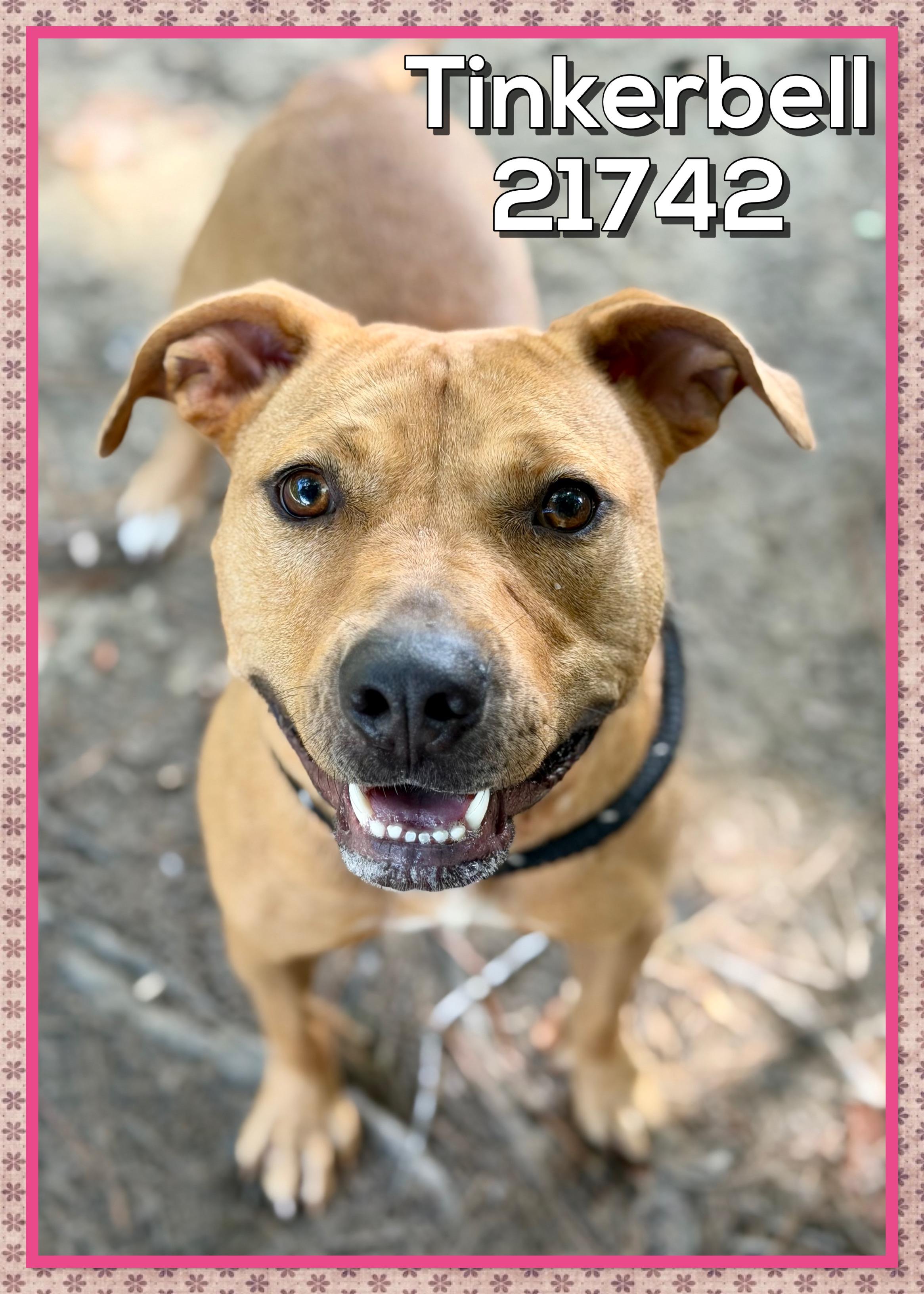 Enlarge TINKERBELL AKA Cirilo, a Adoptable mixed breed in Marietta, GA image 5/6
