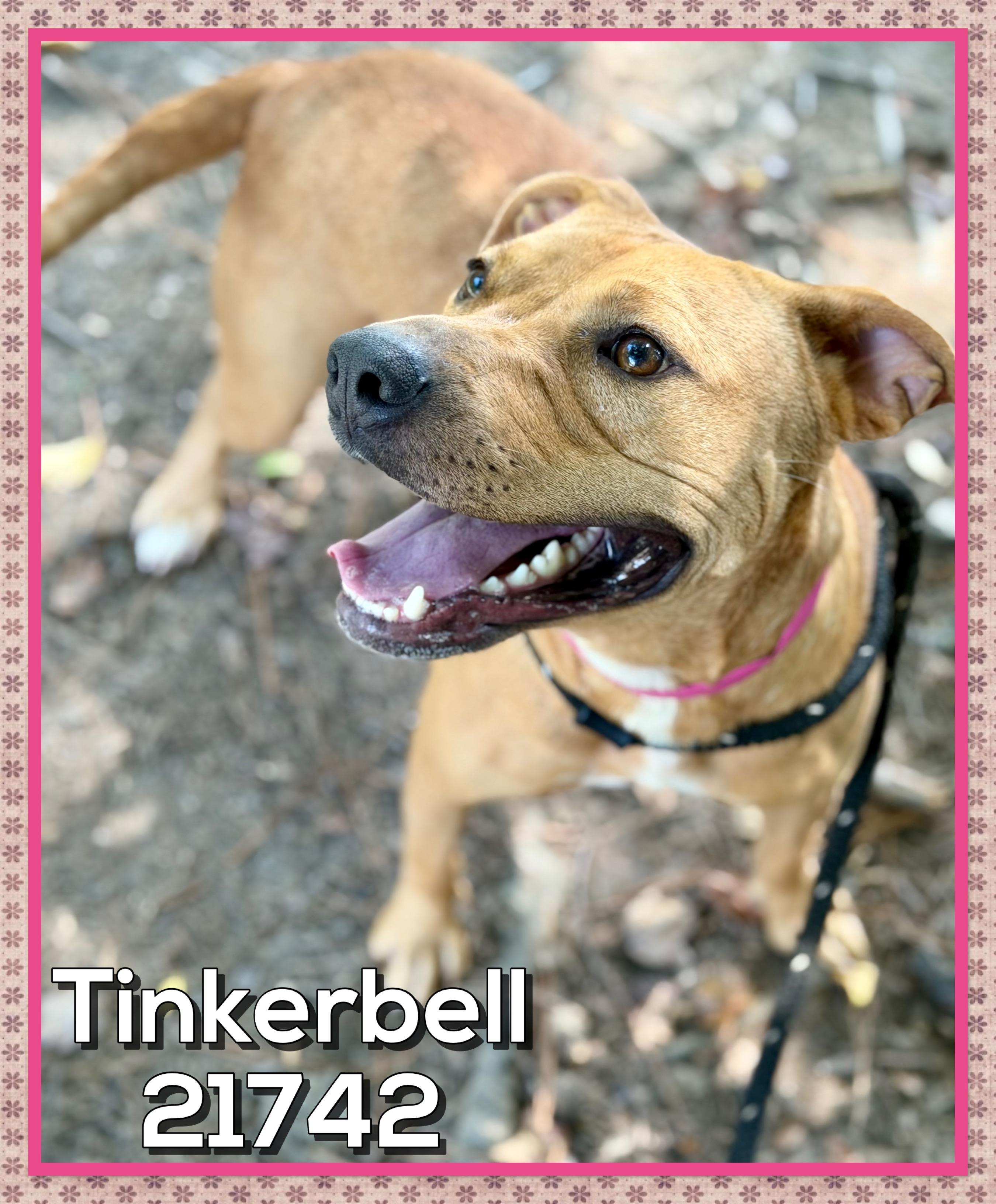 Enlarge TINKERBELL AKA Cirilo, a Adoptable mixed breed in Marietta, GA image 2/6