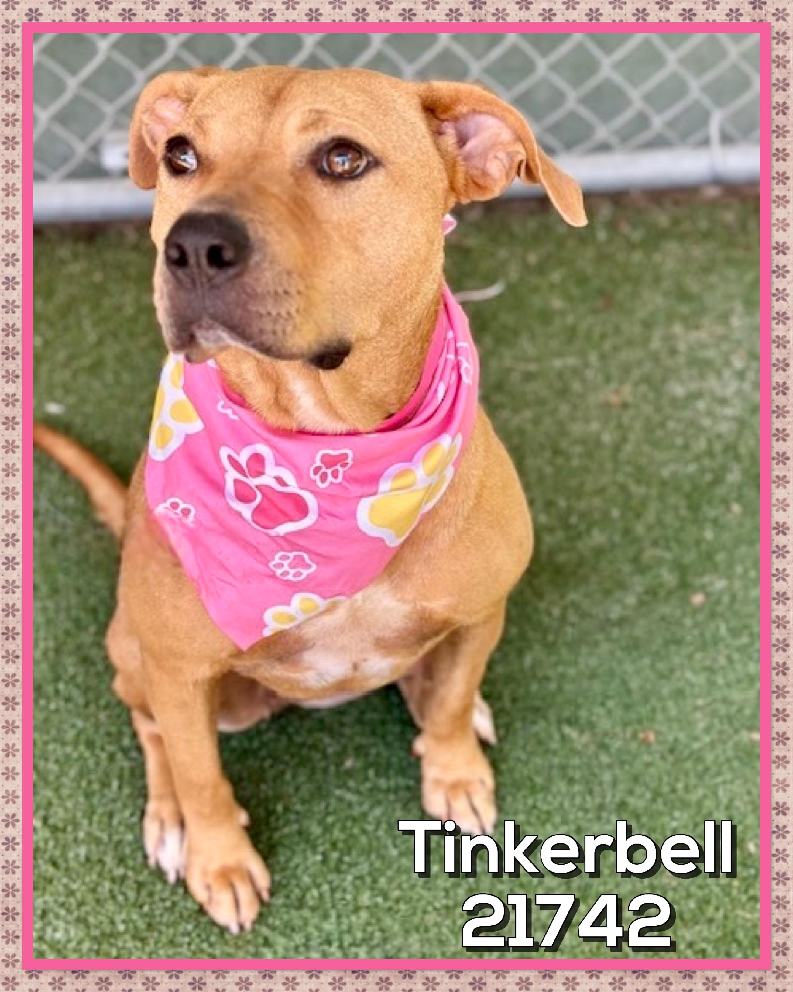 Enlarge TINKERBELL AKA Cirilo, a Adoptable mixed breed in Marietta, GA image 3/6